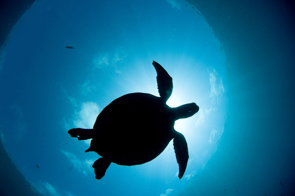 LX1559DD59726395B5259F624483E18042