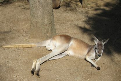 Avustralya Asla Çok Uzak Olmadı !!!